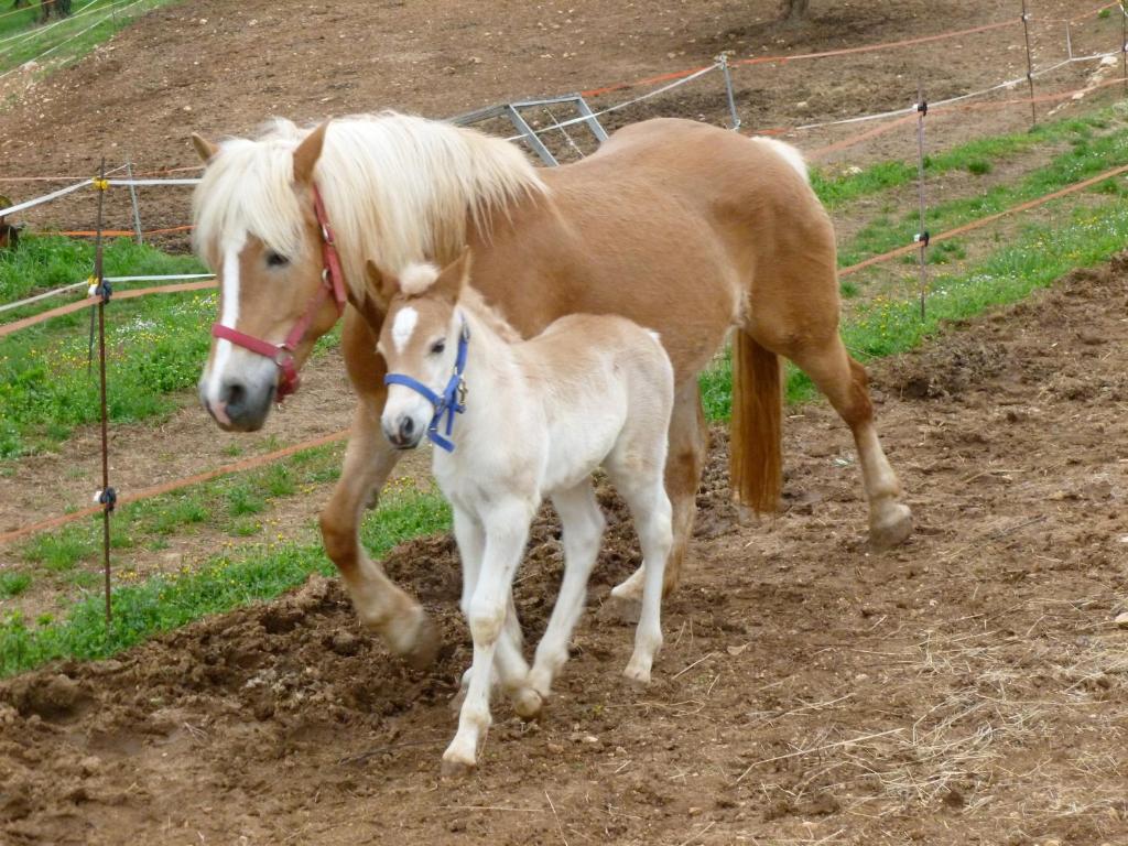 ורונה Agriturismo Casa Rosa מראה חיצוני תמונה